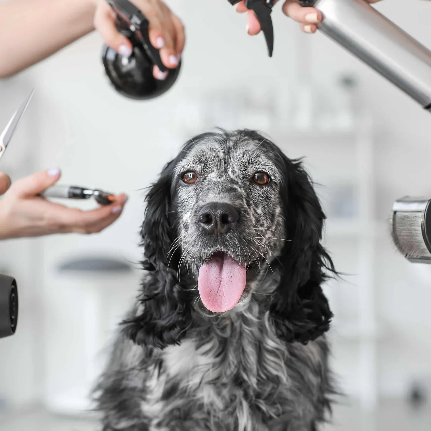 Grooming